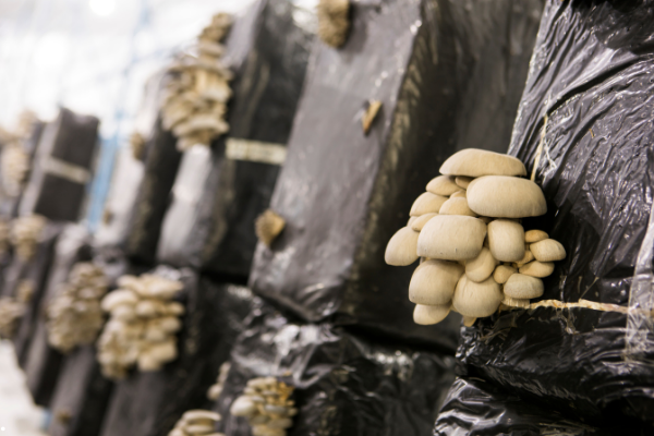 Makom İstiridye Mantarı - Özel Lezzet